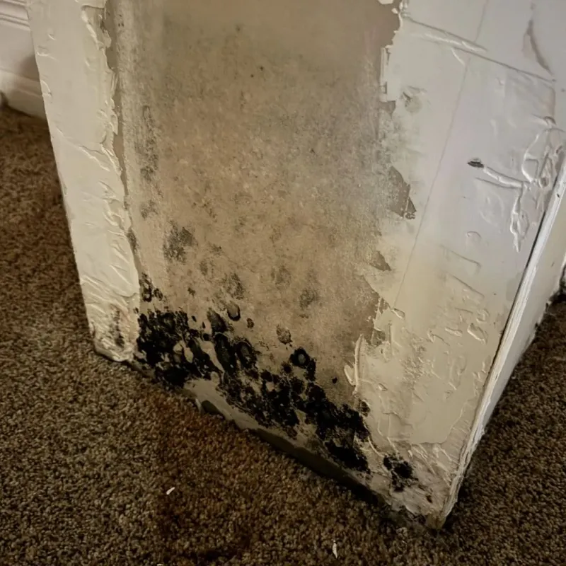 Professional Mold Removal in Bennett County, SD